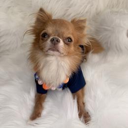 Astro - Chihuahua