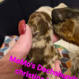 Maple - Dapple female Dachshund puppy in Antlers, Oklahoma from MoMo's Dachshunds