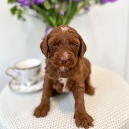 Alice - Caramel red female Australian Labradoodle puppy in Palmdale, California from Pixie Doodle Paws