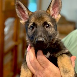 German Shepherd Puppies from United Pride  German shepherds