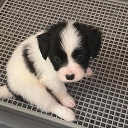 Female Puppy 3 - White and black female Papillon puppy in Kenly, North Carolina from Otto’s Papillons