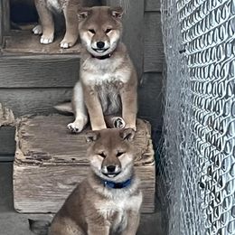 Shiba Inu puppies from Kuro Oka Shibas