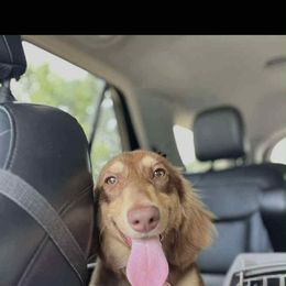 Vladimir - Dachshund