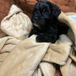 Orange - Black & white male Maltipoo puppy in Clover, South Carolina from Cudi’s Buddies