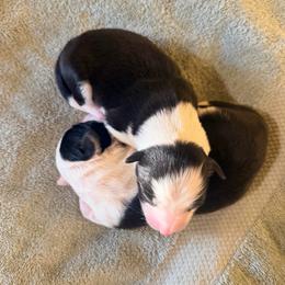 January (Jan) - Black and white female Border Collie puppy in Lebanon, Oregon from Cahill’s Canines