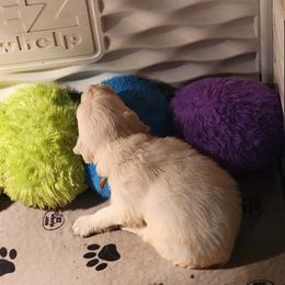 Golden Retriever puppies from Knotty Acres