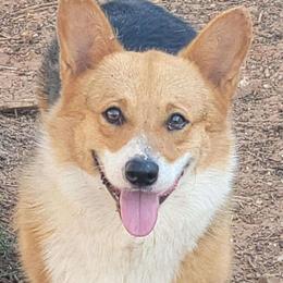 Rip - Black and tan male Pembroke Welsh Corgi puppy in Anton, Texas from X Bar's Lil Legs of Texas