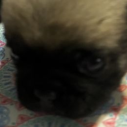 Boy 7 - Pug puppy in South Carolina from Pugs From the Corner