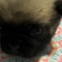 Boy 7 - Pug puppy in South Carolina from Pugs From the Corner