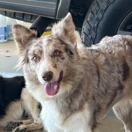 Faith - Border Collie