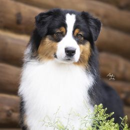 Colt - Australian Shepherd
