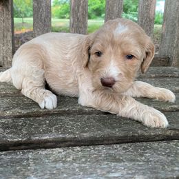 Lady - Cream female Goldendoodle puppy in Texas from Doodles Divine