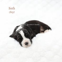 Seth - Black male Australian Labradoodle puppy in Hurricane, Utah from Red Desert Doodles