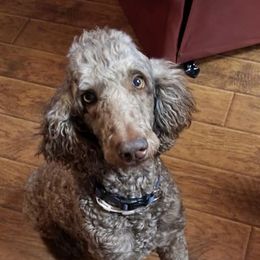 Aussiedoodles, Australian Shepherds, Miniature Australian Shepherds, and Poodles from Distinguished Doodles and More