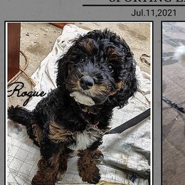 Rogue - Goldendoodle