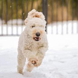 Riley - Goldendoodle
