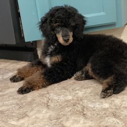 Poodle Puppies from Grandy’s Pretty Poodles