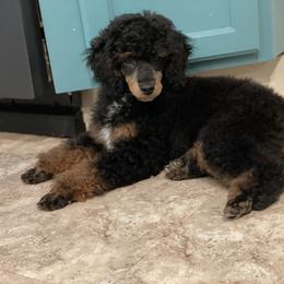 Poodle Puppies from Grandy’s Pretty Poodles