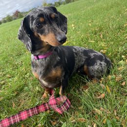 Ava - Dachshund