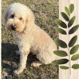 Goldendoodles from Real Life Furrytales