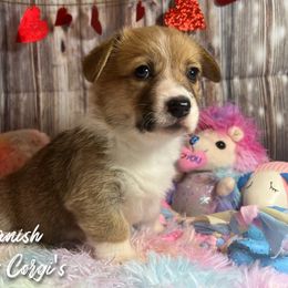 Australian Shepherd and Pembroke Welsh Corgi Puppies from Lewis Aussie’s & Corgi’s