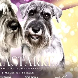 Standard Schnauzers from OmaStarke Standard Schnauzers