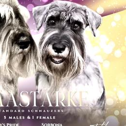 Standard Schnauzers from OmaStarke Standard Schnauzers