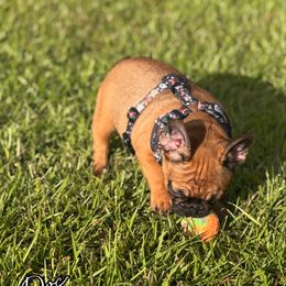 French Bulldog Puppies from Elite Sweet Frenchies