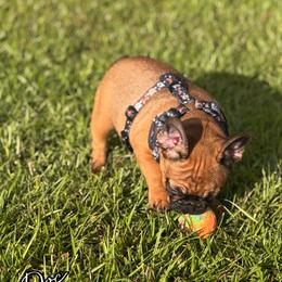French Bulldog Puppies from Elite Sweet Frenchies