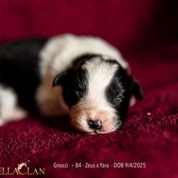 Gnocchi - Black and white male Border Collie puppy in Bryantown, Maryland from Bellaclan Border Collies
