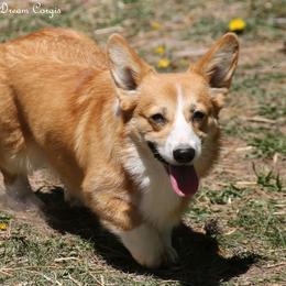 Birdy - Pembroke Welsh Corgi