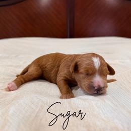 Sugar - Apricot female Goldendoodle puppy in Burleson, Texas from Kendall’s Kennel