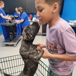 Australian Shepherd and Perro de Presa Canario Puppies from Lykaios Kennels