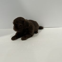 Shih Tzu Puppies from Moore Shih Tzus