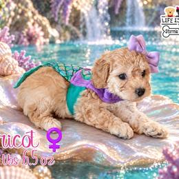 Sansa - Cream female Goldendoodle puppy in Rockledge, Florida from Bellady's Shihpoos
