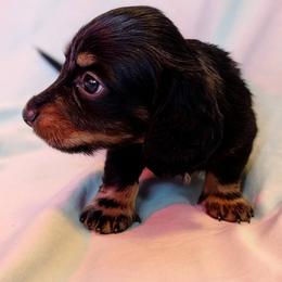 Green Male 3 - Black and tan male Dachshund puppy in Battle Ground, Washington from Ferguson's Bulldogs