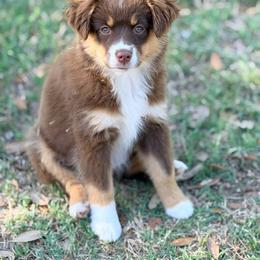Teddy - Red tri-color female Miniature American Shepherd puppy in Robinson, Texas from Stellar Miniature American Shepherds