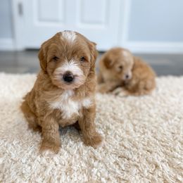 Goldendoodle Puppies from J&J Doodles