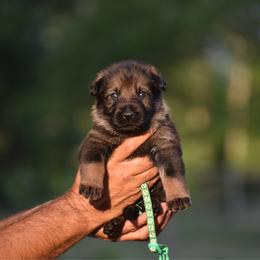 Green - Sable male German Shepherd puppy in Cherryville, North Carolina from Masky Kennel