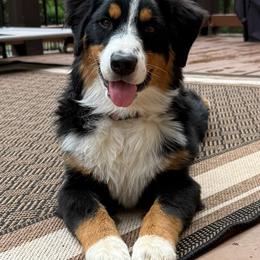 Australian Shepherd All Grown Up from Muckalee Lane Aussies