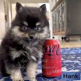 Hank - Black male Pomsky puppy in Long Grove, Illinois from Windy City Pomsky