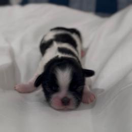 Dewy Aphid - Black and white male Shih Tzu puppy in Cedar Hill, Texas from Puppy Paper House