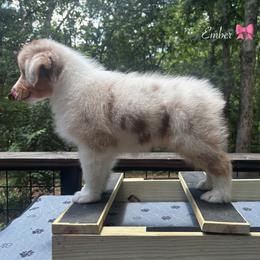 Ember - Red merle female Australian Shepherd puppy in Murrayville, Georgia from Mountain Ridge Aussies