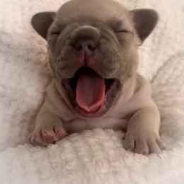 French Bulldog Puppies from Jessie's Frenchies