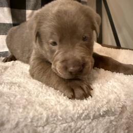 Pink- Silver - Silver female Dilute Retriever puppy in Marion, Illinois from Summer Lovin’ Labradors of Southern Illinois