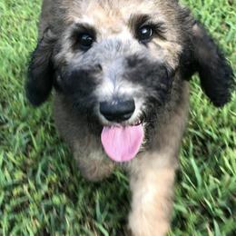 Maltipoos and Poodles from Mandella Pups