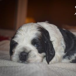 Parker - Black and white male Cocker Spaniel puppy in Myerstown, Pennsylvania from The Cocker Cingdom
