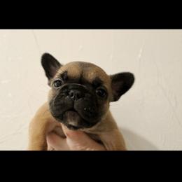 Sapphire - Fawn female French Bulldog puppy in Tomahawk, Wisconsin from Mahner Labs