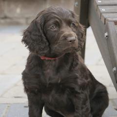 Boykin Spaniel Puppies from Bayhill Boykins