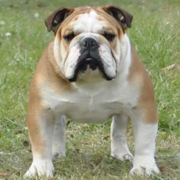 Bulldogs from Cash's Bull Babies